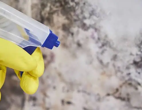 Do Disinfectants Kill Mould?