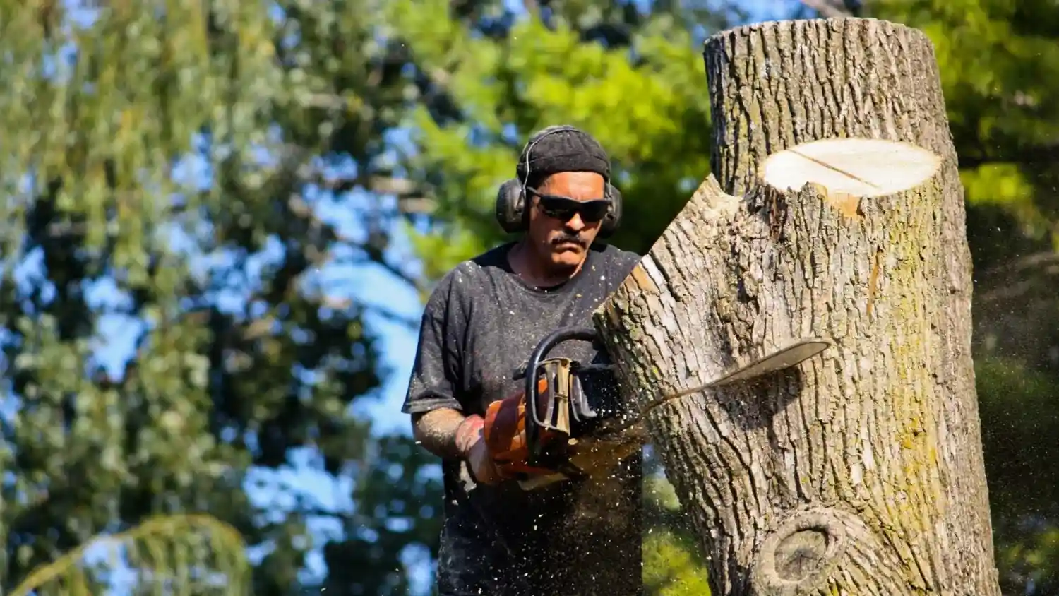 Tree Lopping Services Tree Lopping Services